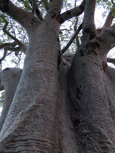 africa tia planet botswana baobob