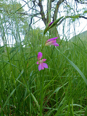 Sword Lily (Gladiolus communis) - Photo of Marnhagues-et-Latour