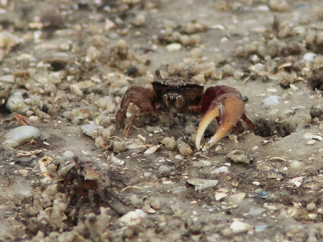 Fiddler Crab 20140422