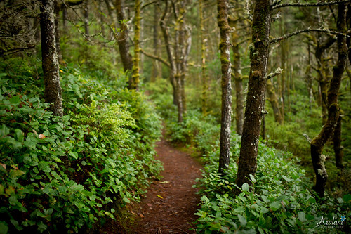 forest landscape path scenic hike oregoncoast