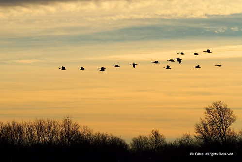 winter light sky color clouds geese flock flight migration sunrisesunset cpimages