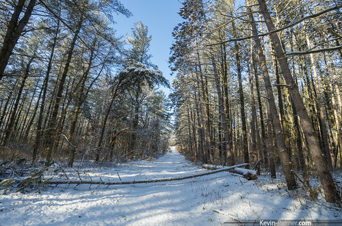 morning trees winter white snow early illinois snowy path fresh trail february snowfall pinetrees manito kevinpalmer sandridgestateforest pentaxk5 samyang10mmf28