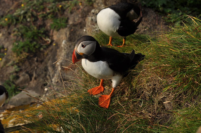 Puffins at the Shetland Is