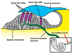 grows out of a hair cell and the far end is embedded in the tectorial membrane