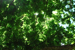 Leaves in Wahroonga