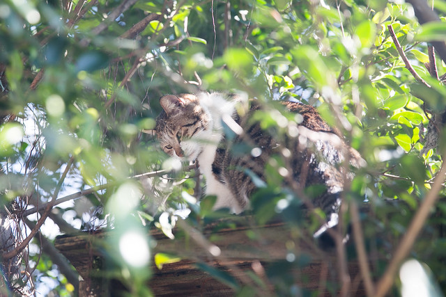 分享可愛貓咪照！2014 再訪猴硐 @3C 達人廖阿輝