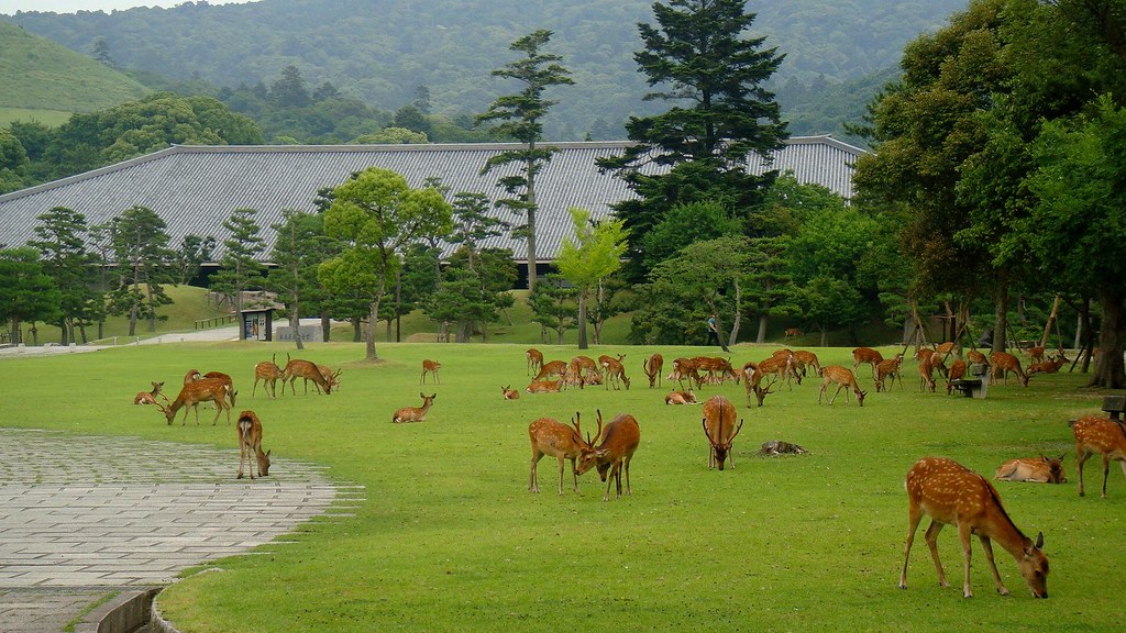 Image result for Nara park