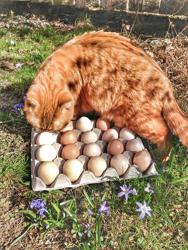 zigne and eggs