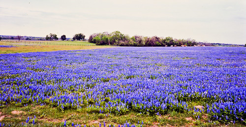 flower 120 mamiya film mediumformat texas bluebonnet wildflower filmscan texaswildflowers mamiya7ii austincounty