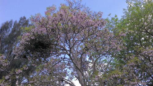 flowery tree