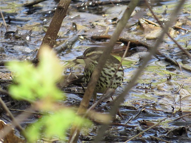 Northern Waterthrush at Angler's Pond in Bloomington, IL 04