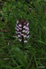 Orchidée - Photo of Prusy