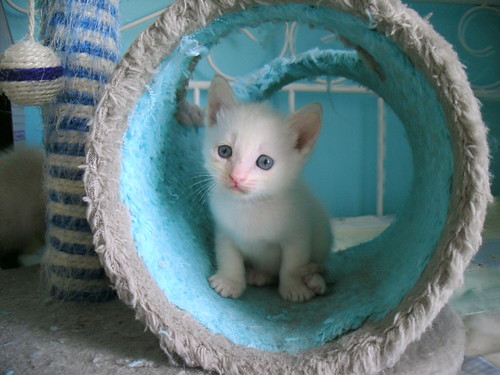 Larry, gatito Siamés Red Point ojos azules nacido en Abril´14 busca adopción. Valencia. ADOPTADO. 14148245682_7dd09a6a95