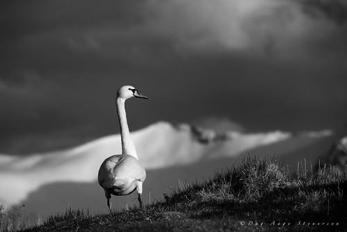 sunset sky snow nature norway clouds swan nikon wildlife senja d800 sigma150600 bergsfjorden skancheli