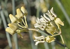 Desert Milkweed, Asclepias subulata