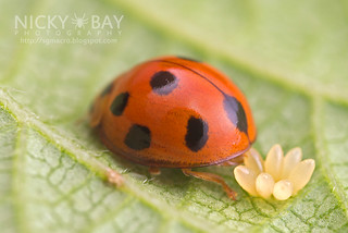 Ladybird laying eggs (Coccinellidae) - DSC_5804