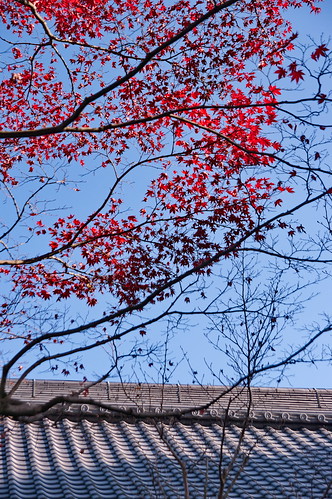 【写真】2012 紅葉 : 石清水八幡宮/2021-10-16/IMGP8265
