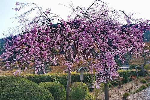 【写真】2013 桜 : 善峯寺/2021-11-23/IMGP0120