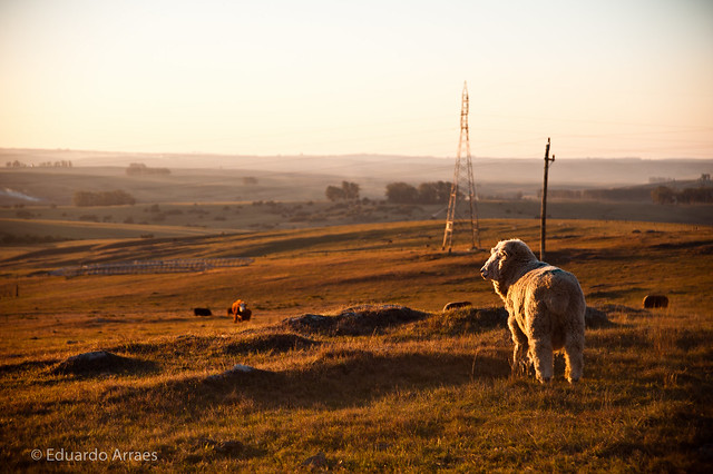 sheep in a grassland in Uruguay