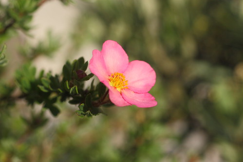 Potentilla fruticosa 'Lovely Pink'