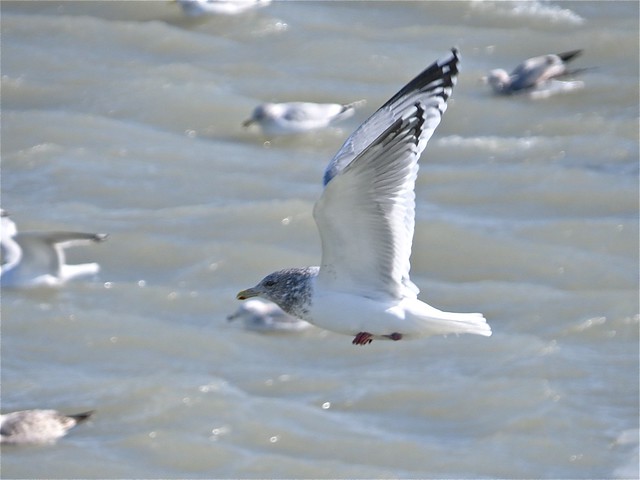 Thayer's Gull (Adult) at North Point Marina in Lake County, IL 06