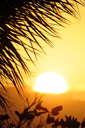 sunset tree sunrise nikon palm 300mm afs