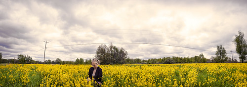 flowers panorama usa green field yellow mi spring michigan may