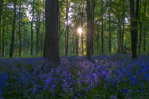 blue trees england sun bluebells sunrise woodland landscape dawn countryside spring woods bell country burst