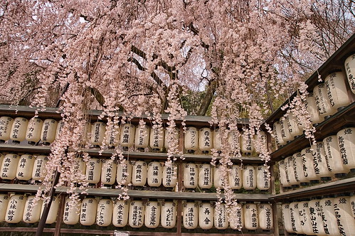 【写真】2013 桜 : 大石神社/2021-10-05/IMGP9015