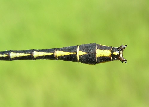 insect dragonfly clubtail odonata anisoptera gomphidae gomphusgraslinellus pronghornclubtail