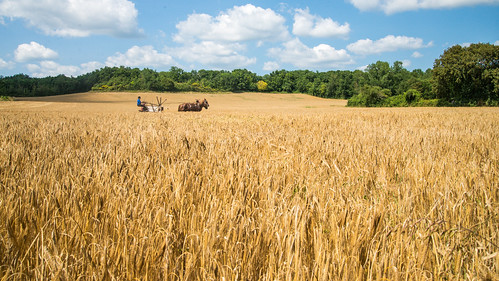 summer horses field day cloudy traditional harvest event crops horsedrawn agriculture harvester moissons gouvern