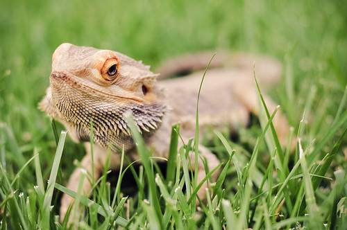 pet dragon reptile lizard bearded
