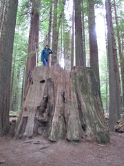 Giant Redwood Stump