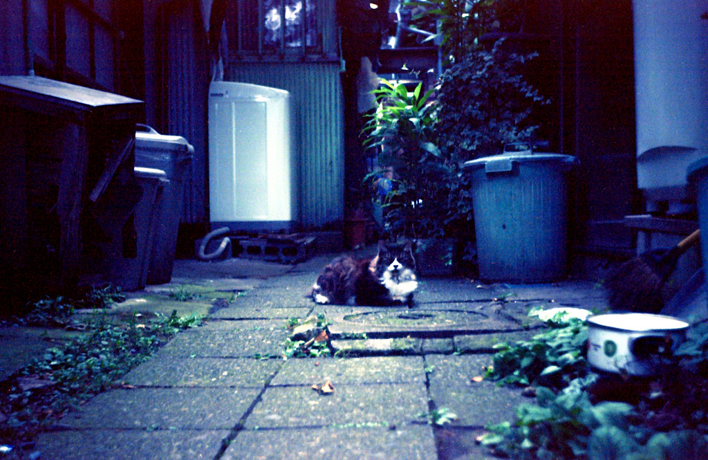 2009年夏 - 神社の猫
