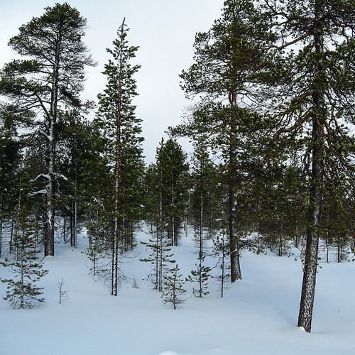 trees snow finland arbres lapland neige finlande sapins laponie