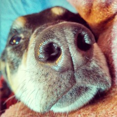 I don't think he can get any closer... #dogstagram #Rescued #coonhoundmix #sniffer #snuggles #overlycuddly #ilovemydogs #adoptdontshop #instadog