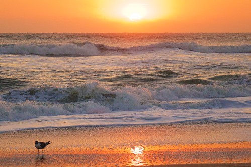 ocean bird beach sunrise dawn sand surf florida indialantic