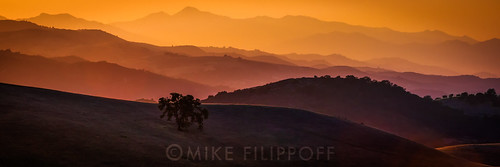 sunset hills wildflower oaktree layering lakesanantonio