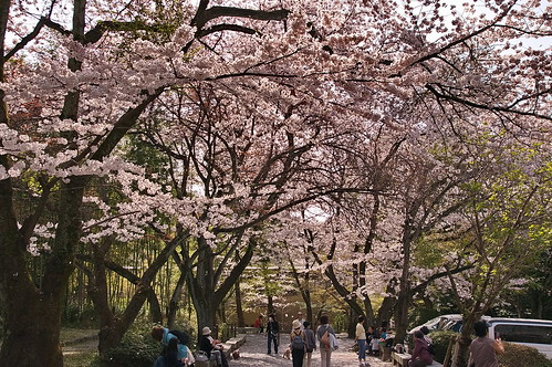 【写真】2013 桜 : 石清水八幡宮/2021-12-06/IMGP9722