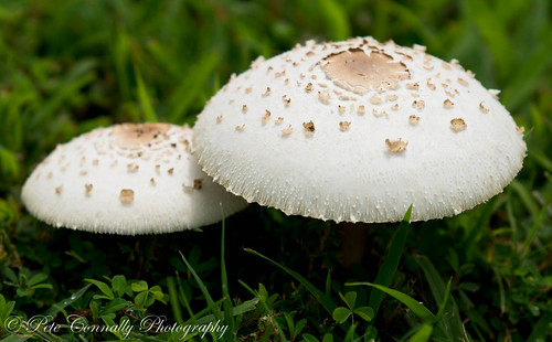 mushroom georgia sony parks sigma telephoto alpha a77 sigma70200f28 powdersprings sonya77