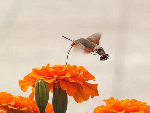 hummingbird moth in Qingdao China