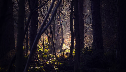 new trees light sun alex forest canon dark eos northampton stream northamptonshire opening 70300mm magical beams clearing firs harlestone 6d duston alexandrou rapidrat