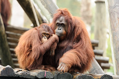 Orangutan Mother and Daughter