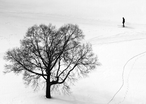 winter snow tree crosscountryskiing