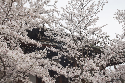 【写真】2014 桜 : 立本寺/2020-03-01/IMGP5732