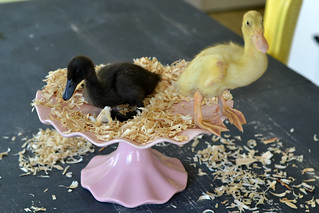 Ducks & Chicks