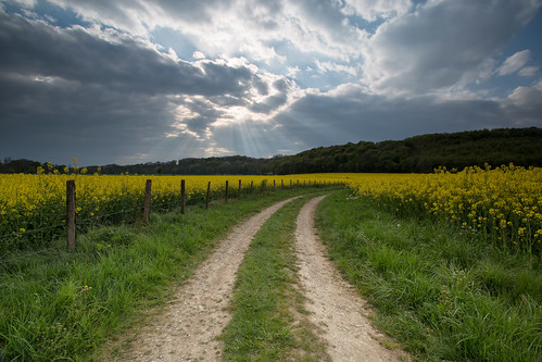 canon eos 5d mark iii ef 1740mm f4l usm nature paysage landscape voraysurlognon franchecomté france fleur flower yellow jaune colza champs field meadow campagne prairie terre ground chemin way path camino herbe grass spring printemps wideangle cokin p121m gnd4 sky nuages clouds rayon ray light lumiere fullframe ff pleinformat philippesaire cloudy day photo photography hautesaône ciel
