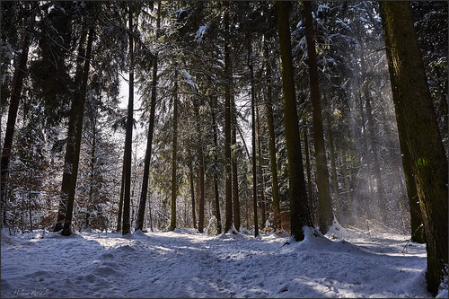 schnee winter germany bayern deutschland bavaria nikon sonne wald d3 januar 2470mmf28 geretsried colorefexpro4 captureone8