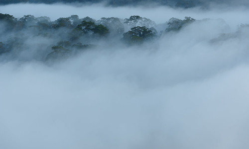 trees fog landscape geotagged rainforest malaysia borneo sabah danumvalley lahaddatu