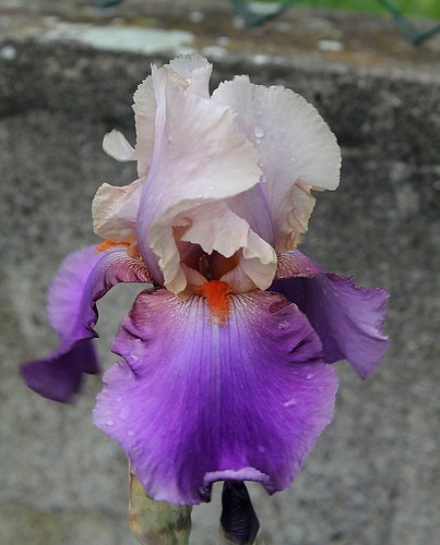 Iris - floraisons 2011 - Page 3 8734970641_31649a8996